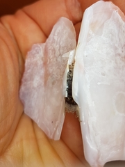 Solecurtus strigilatus