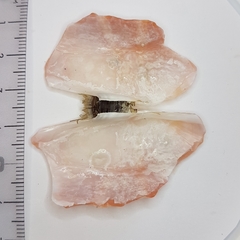 Solecurtus strigilatus