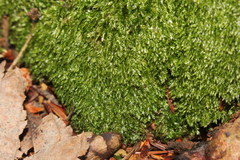 Plagiothecium laetum