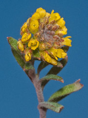 Alyssum desertorum
