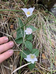 Pseudotrillium rivale