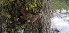 Phellinus populicola