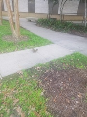 Sciurus carolinensis