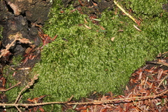 Plagiothecium laetum