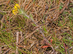 Alyssum desertorum