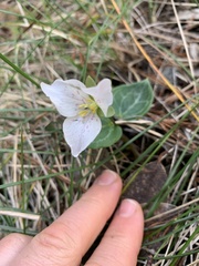 Pseudotrillium rivale
