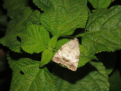 Blenina quinaria