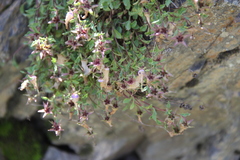 Campanula petrophila