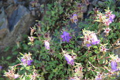 Campanula petrophila