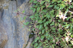 Campanula petrophila