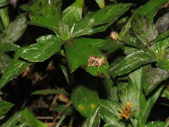 Callopistria exotica