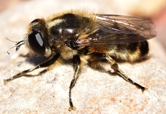 Platynochaetus setosus