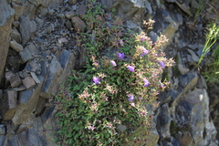 Campanula petrophila