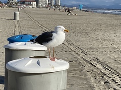 Larus occidentalis
