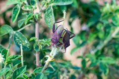 Athaumastus haematicus