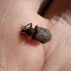 Otiorhynchus parvicollis
