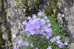 Campanula petrophila