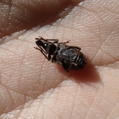 Otiorhynchus parvicollis