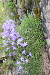 Campanula petrophila