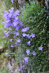 Campanula petrophila