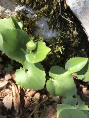 Doronicum pardalianches
