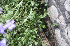 Campanula petrophila