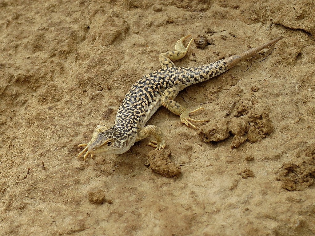 Gobi Racerunner