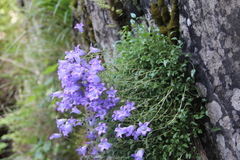 Campanula petrophila
