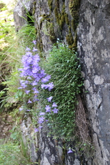 Campanula petrophila