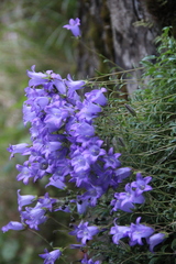 Campanula petrophila
