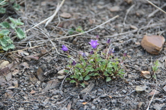 Campanula petrophila