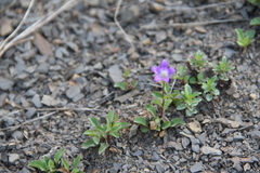Campanula petrophila