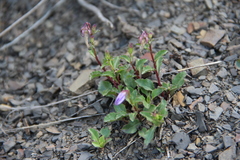 Campanula petrophila