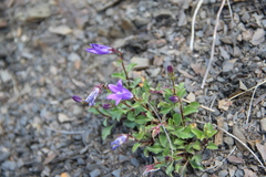 Campanula petrophila
