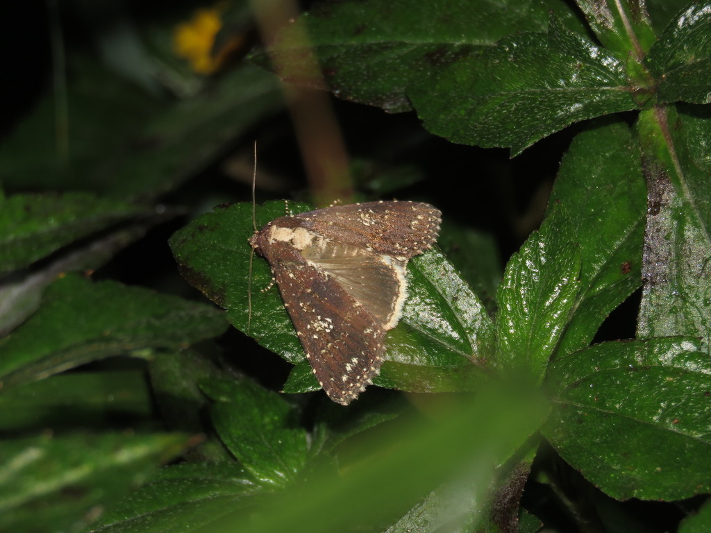 Condica albigutta