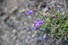 Campanula petrophila