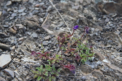 Campanula petrophila