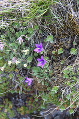 Campanula petrophila