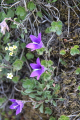 Campanula petrophila