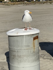 Larus occidentalis