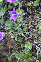 Campanula petrophila