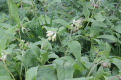 Symphytum bulbosum