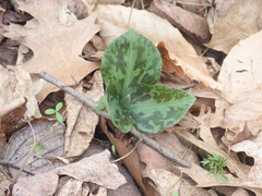 Trillium sessile