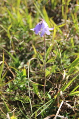 Campanula sarmatica