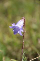 Campanula sarmatica