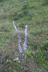 Campanula sarmatica