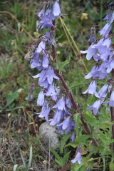 Campanula sarmatica