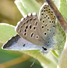 Pseudophilotes panoptes