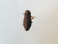 Melanophila acuminata