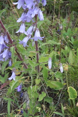 Campanula sarmatica